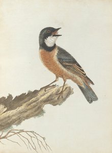 オレンジ色のツグミ。ルーイン、ジョン。自然史を持つニューサウスウェールズ州の鳥。シドニーG.ホ... 作： John William Lewin